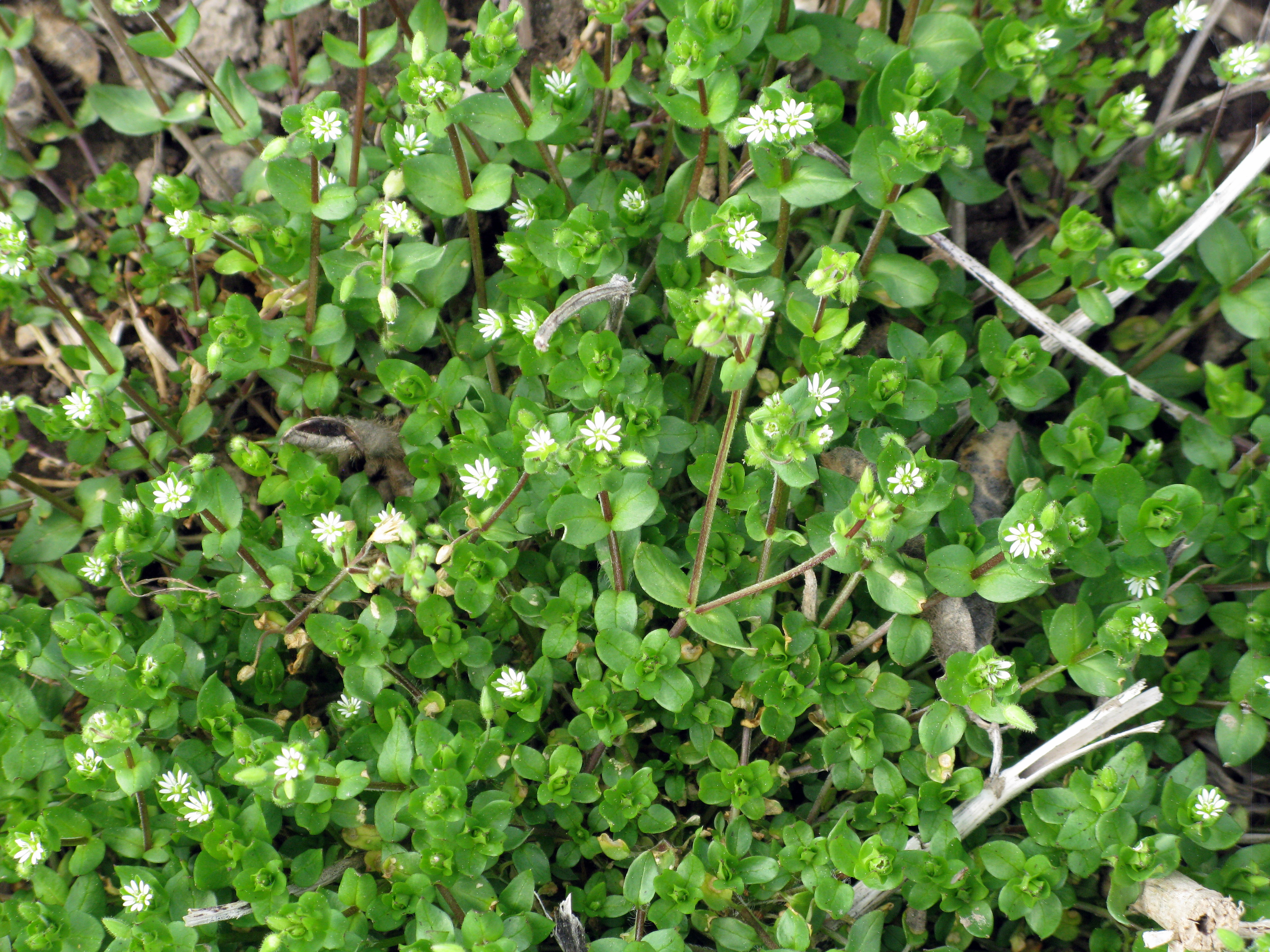 Common chickweed Cover Crop rating May 6 2015 (76)